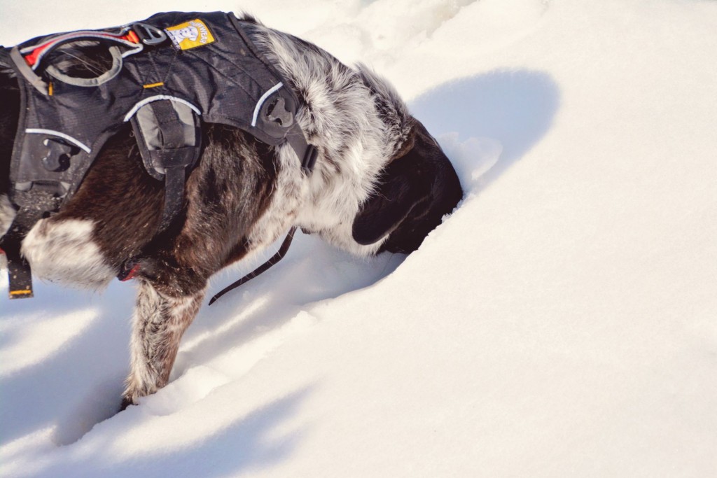 Kleiner Ratgeber Wintersport mit Hund – Teil 2: Ausrüstung