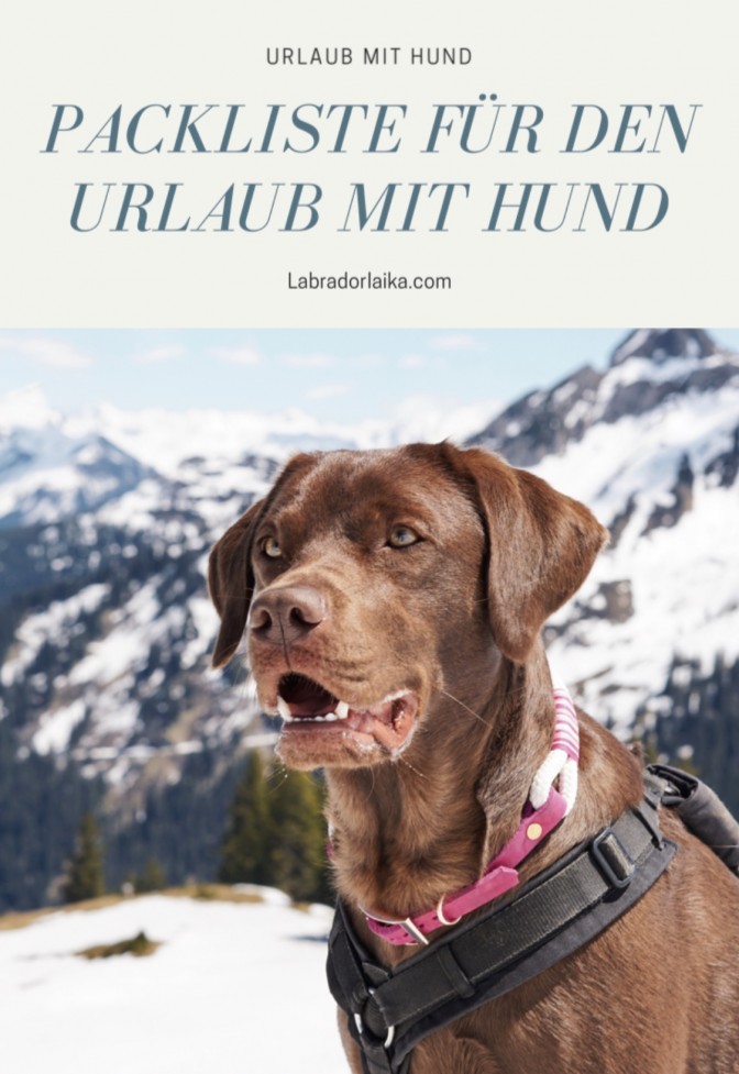 Packliste für den Urlaub mit Hund | miDoggy Community