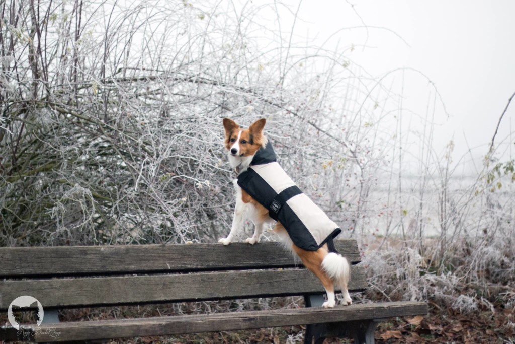 Wie ich meinen Hund für�s Spielen begeistert habe und warum das