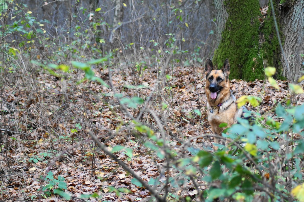 Wald Schäferhund