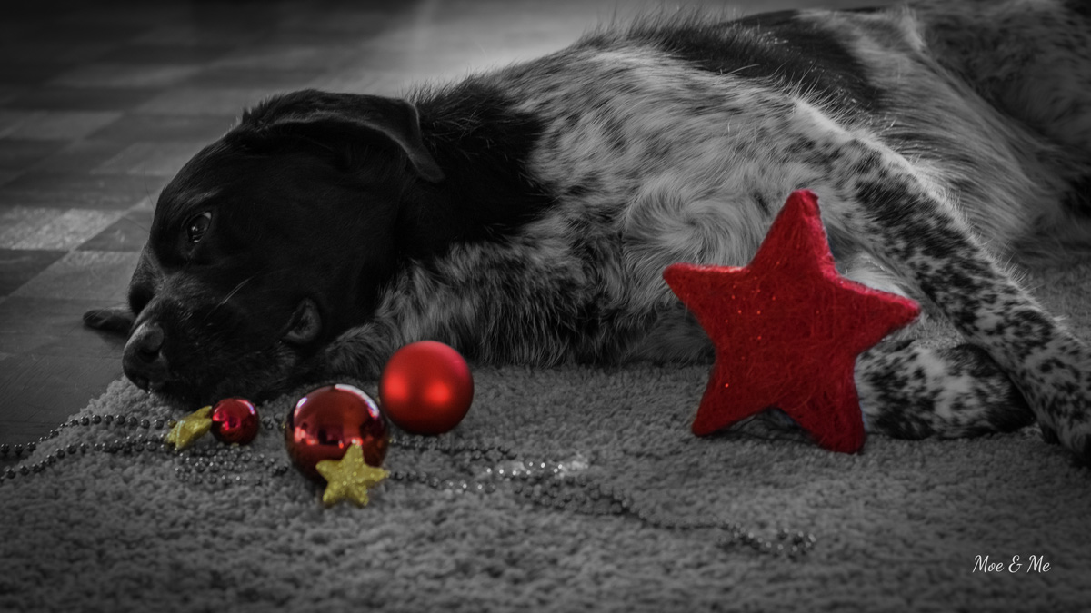 Weihnachtsgeschichte Moe Hundeblog miDoggy