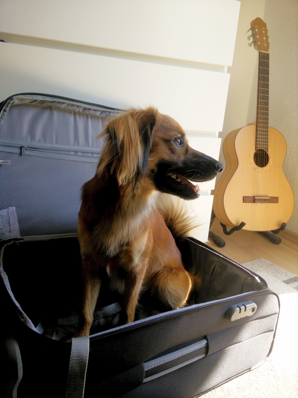 Packliste Urlaub mit Hund