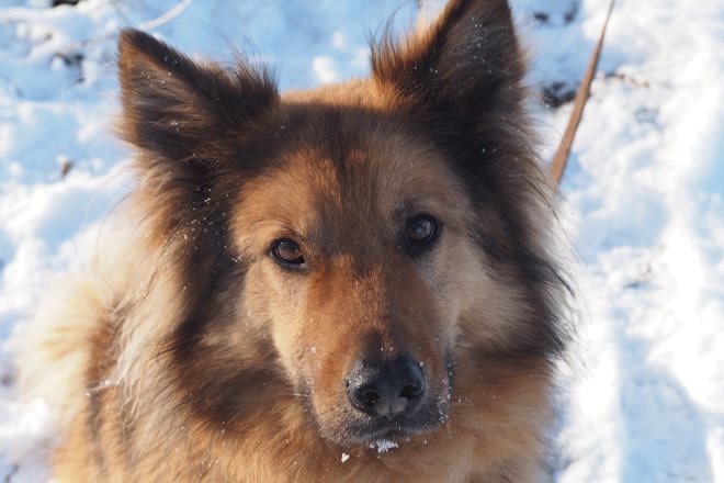 Winterliche Gaumenfreuden Pferdeäpfel für den Hund? miDoggy Community
