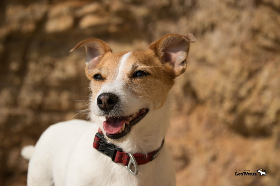 Urlaub mit Hund Algarve Hundeblog miDoggy