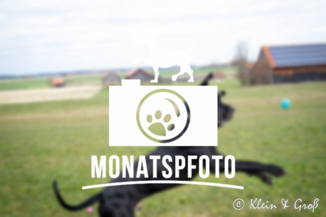 Monatspfoto Osterhase Hundeblogger