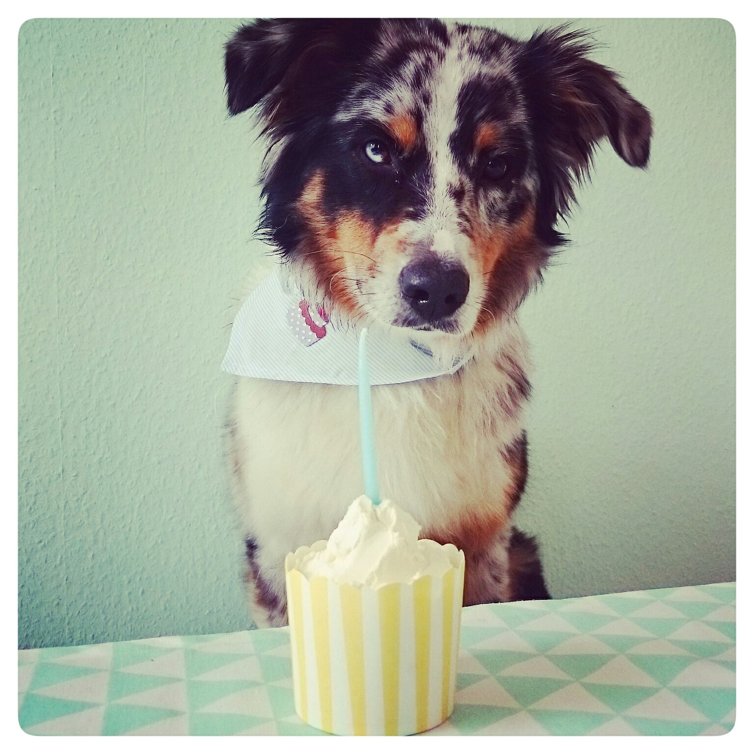 Geburtstagsparty für Hunde