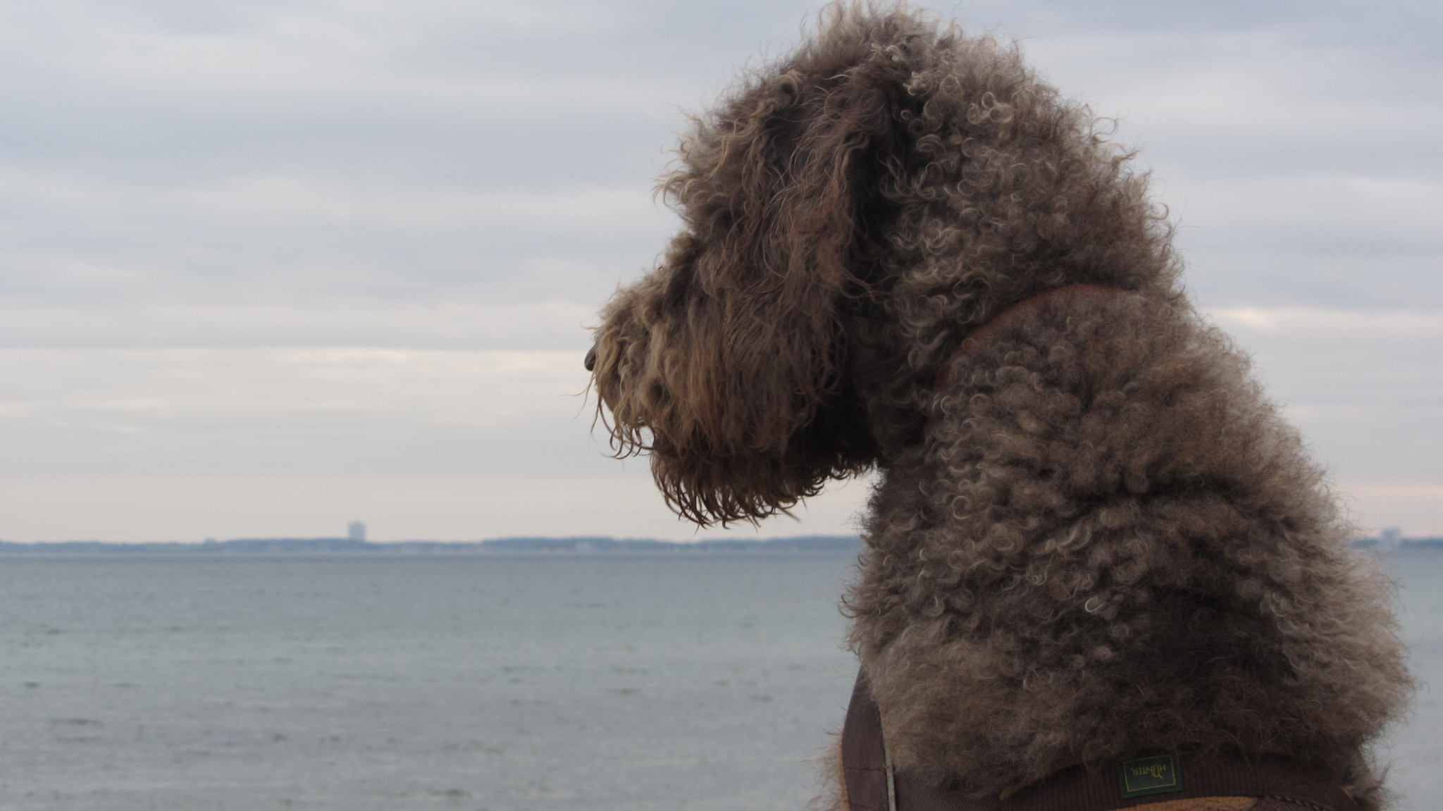 Urlaub mit Hund Ostsee Vergleich