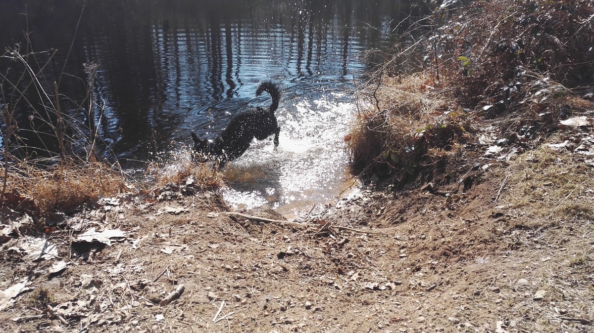 Wasserliebe Hund