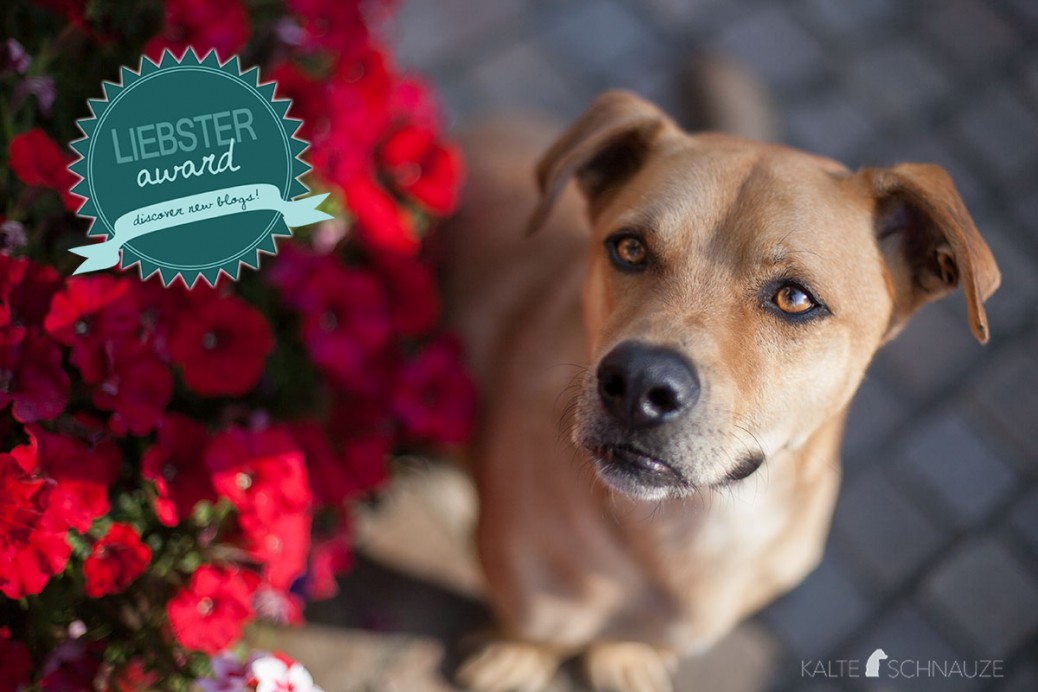 Cabo Liebster-Award Hundeblogger