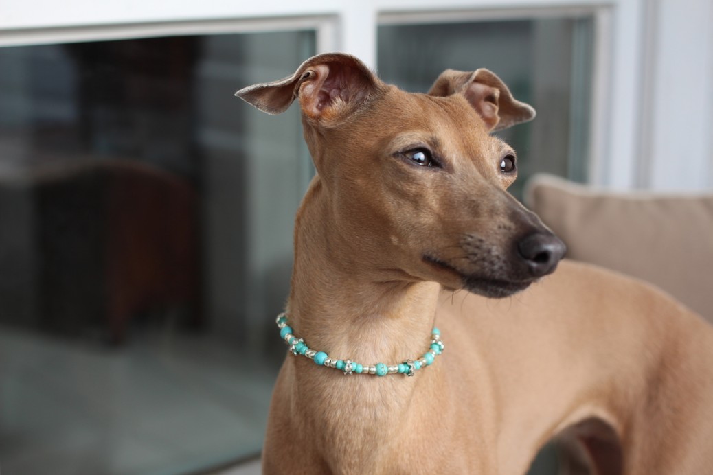 Halskette für Hunde