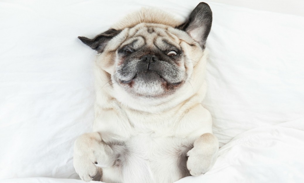 Pug male dog with cream colored fur lying on a white blanket