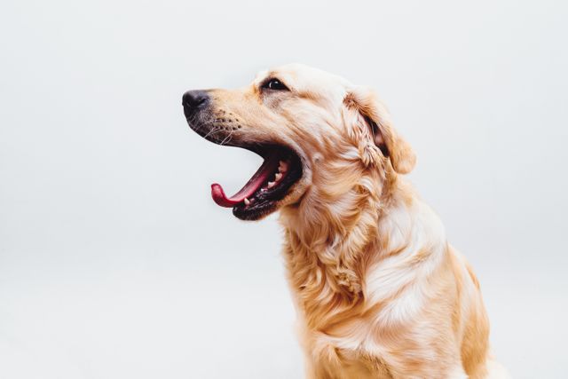 Physiotherapie bei Hunden - wie funktioniert das?