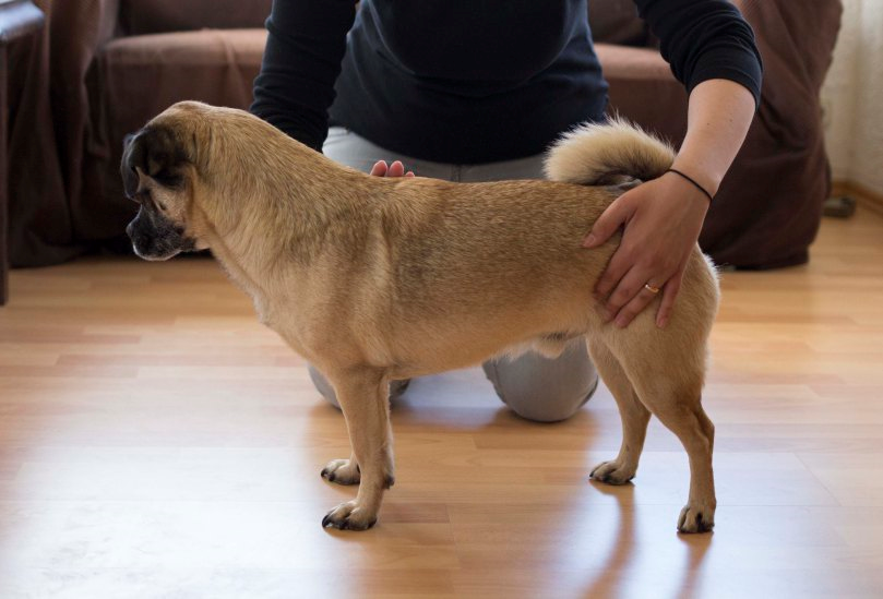 Muskelaufbau beim Hund Übungen