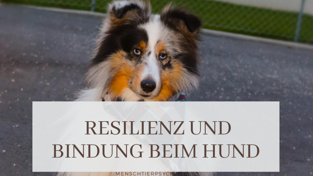 Resilienz und Bindung beim Hund miDoggy Community