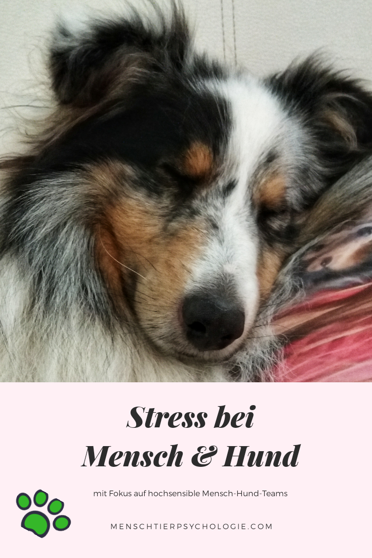 Stress bei Mensch &amp; Hund miDoggy Community