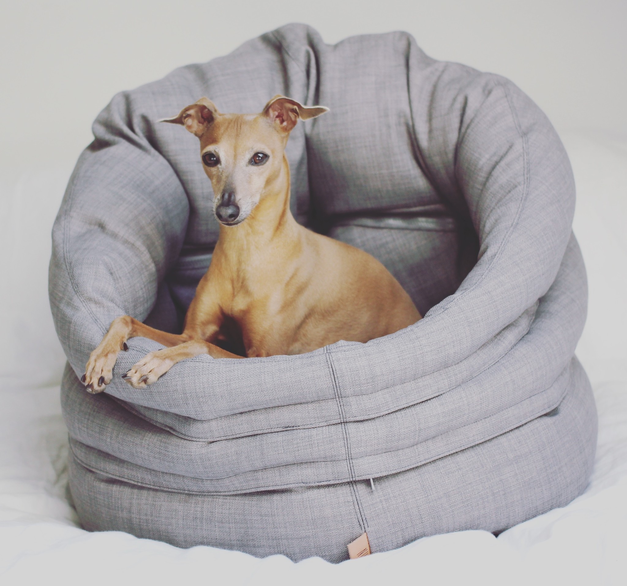 4 Tipps für einen entspannten Hund im Büro Hundebett besonders