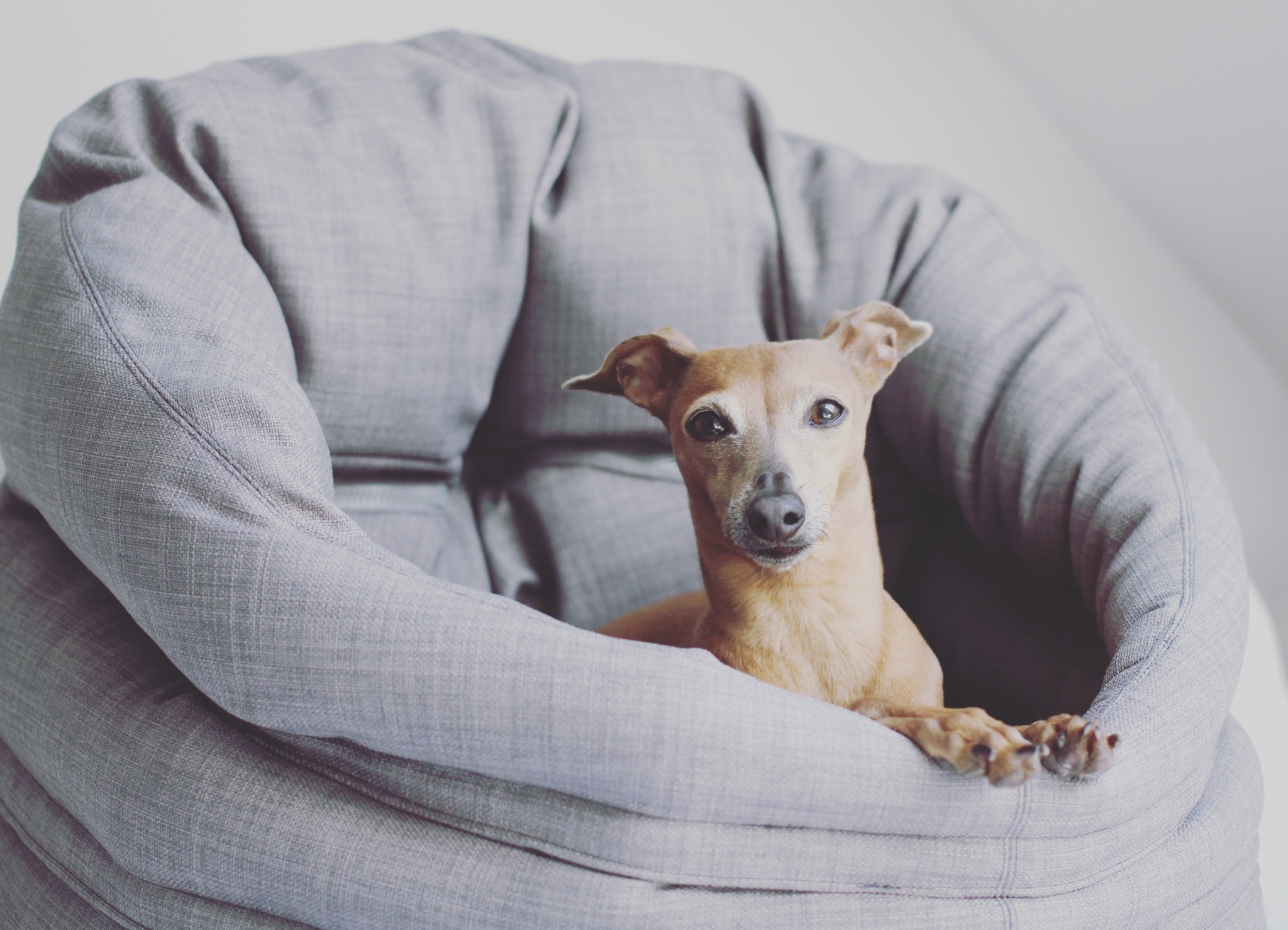 4 Tipps für einen entspannten Hund im Büro Hundebett besonders