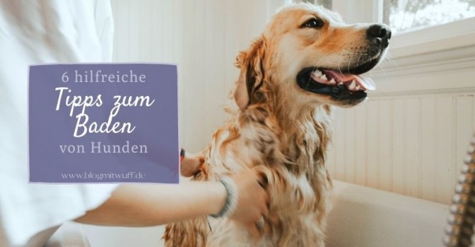 6 hilfreiche Tipps zum Baden von Hunden miDoggy Community