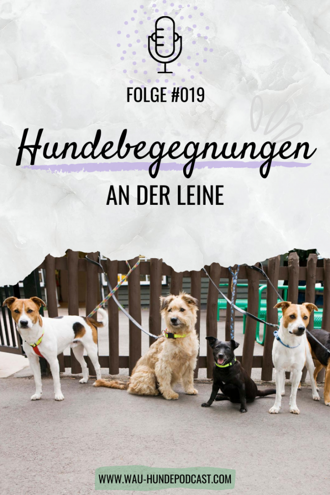 Martin Rütter: Hundebegegnungen an der Leine - 7 4 672x1008