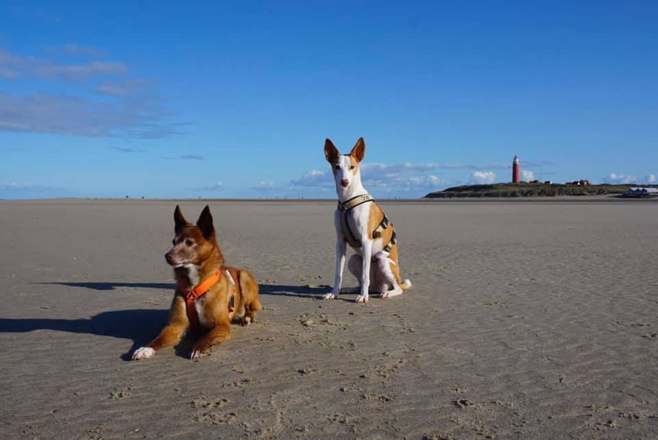 Camping auf Texel mit Hund 11 Top Campingplätze miDoggy Community