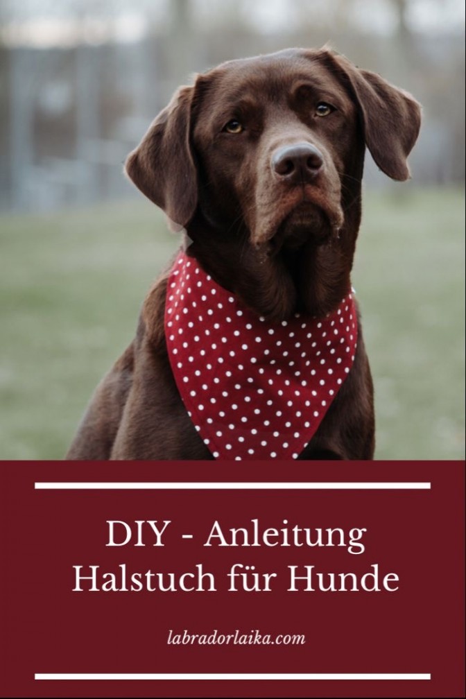 DIY Halstuch für Hunde selbst nähen Schnittmuster miDoggy Community