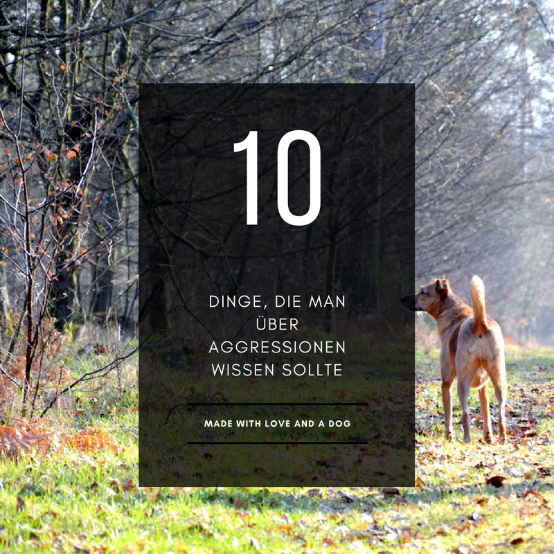 10 Dinge, die man über Aggressionen bei Hundenwissen sollte