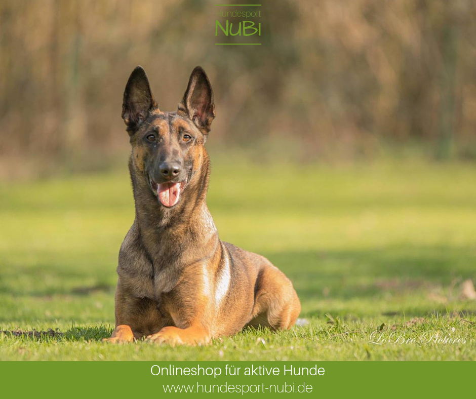 Vom Welpen zum Begleithund – Teil sieben | Das erste Turnier - Hundesport Nubi