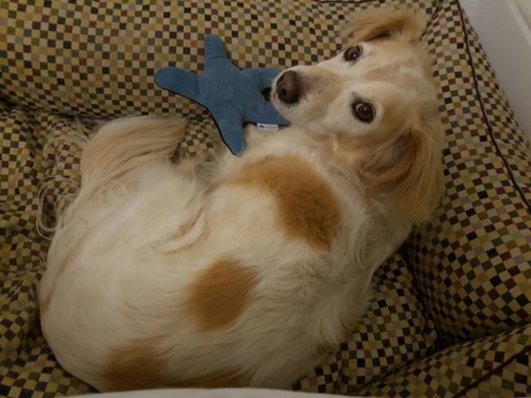 Seestern Spielzeug Hund Handmade for dogs Erfahrungen