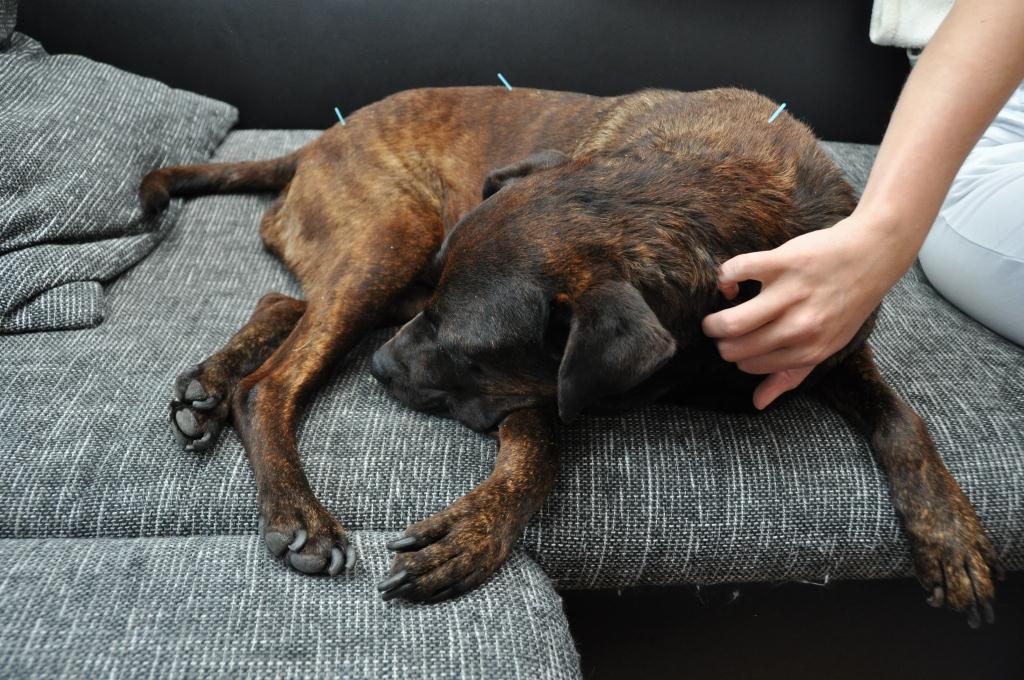 Clara Akupunktur Hund Rückenprobleme