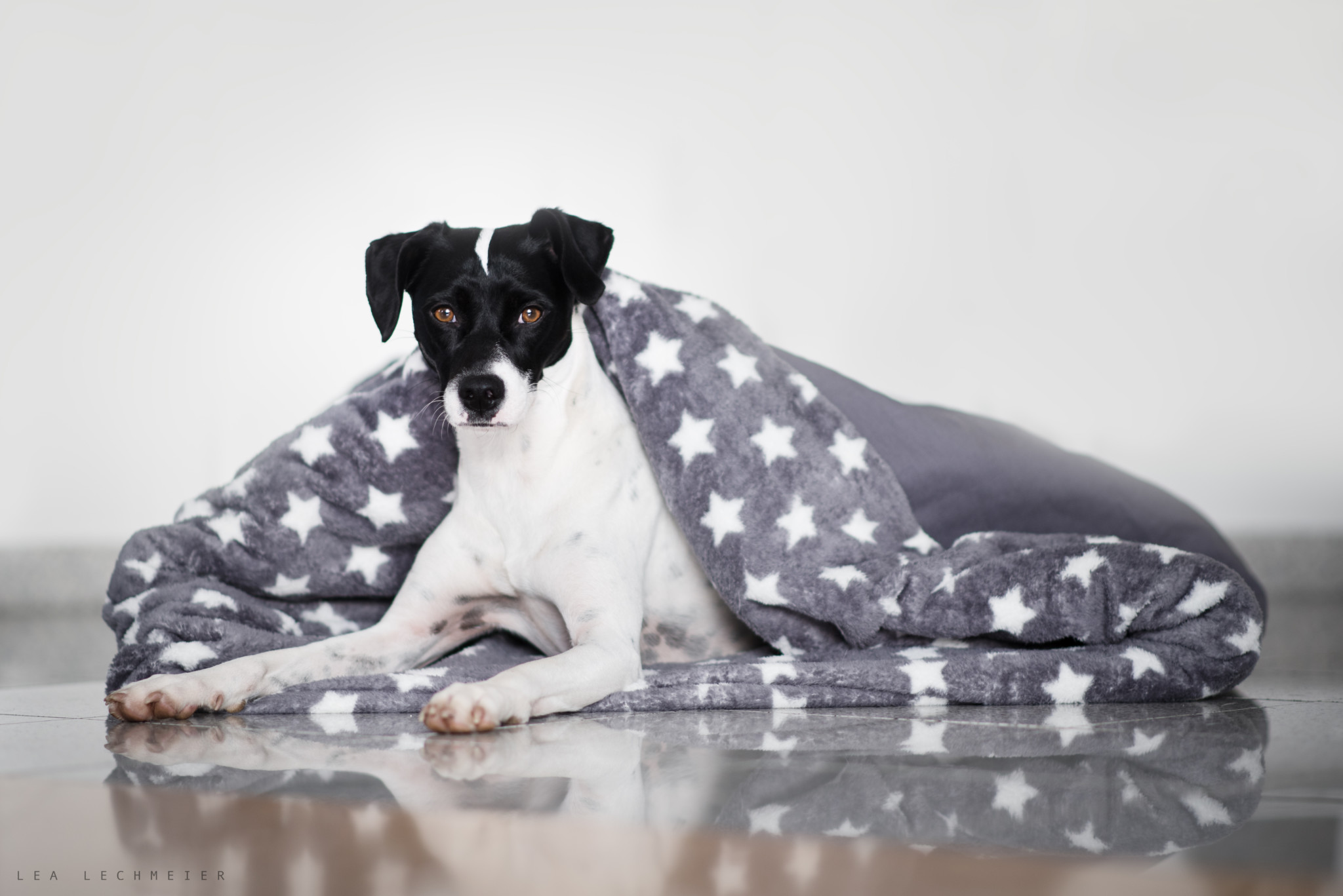 Kuschelhöhle - der Schlafsack für Hunde zum kuscheln
