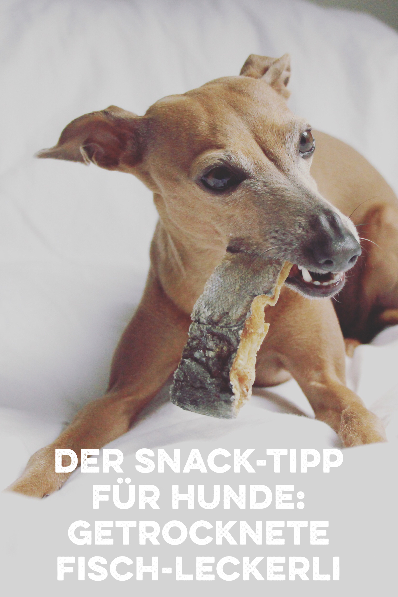 Der gesunde Snack-Tipp für Hunde