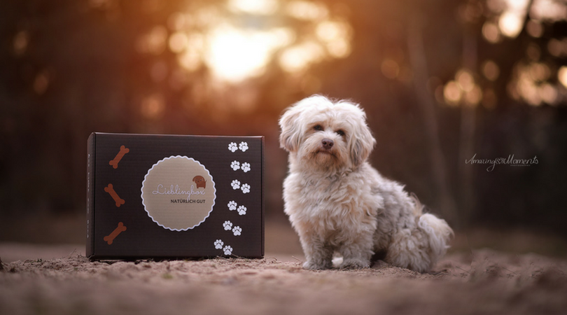 Die Lieblingbox für Hunde Aus einer Idee wird Realität miDoggy