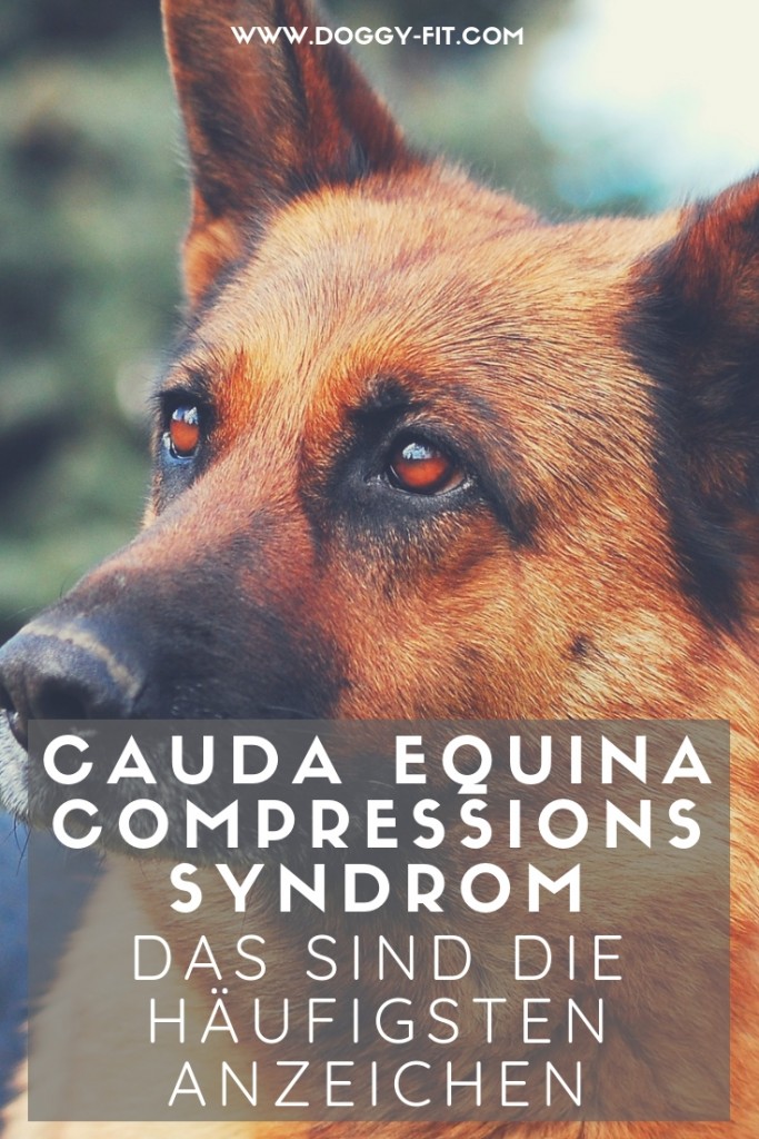 Die typischen Symptome des Cauda Equina Compressions Syndrom miDoggy