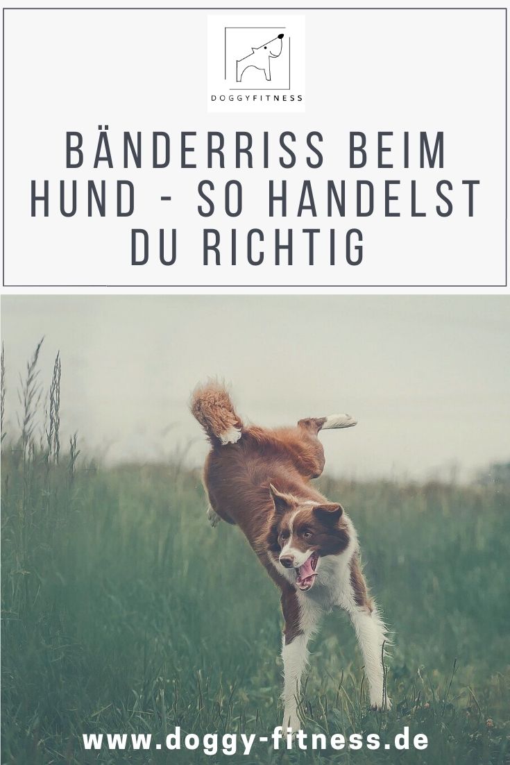 Bänderriss beim Hund Ursachen, Symptome, Diagnose &amp; Behandlung