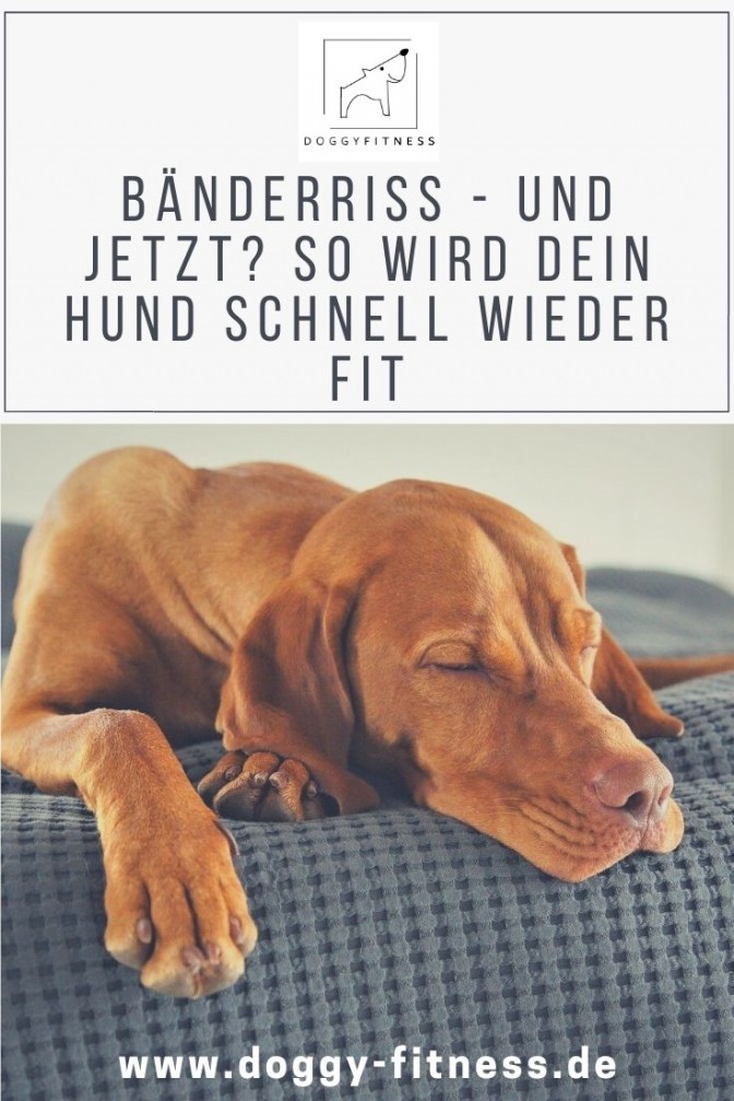 So kannst du als Hundehalter deinen Hund nach einem Bänderriss gezielt ...