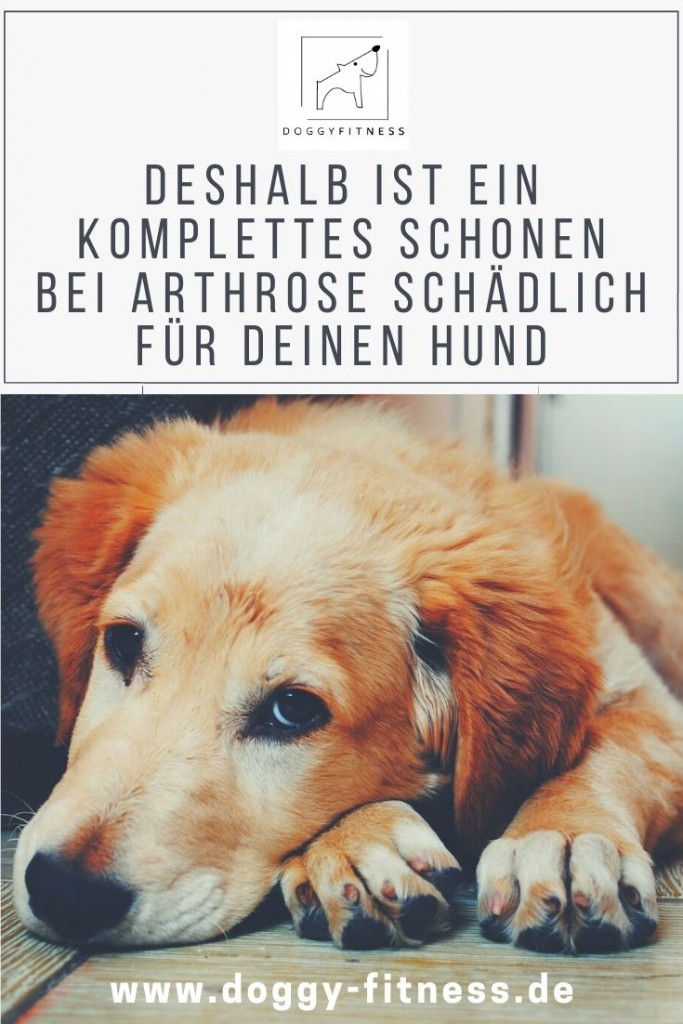 Arthrose = Schonen? Warum es so wichtig ist, dass dein Hund bei