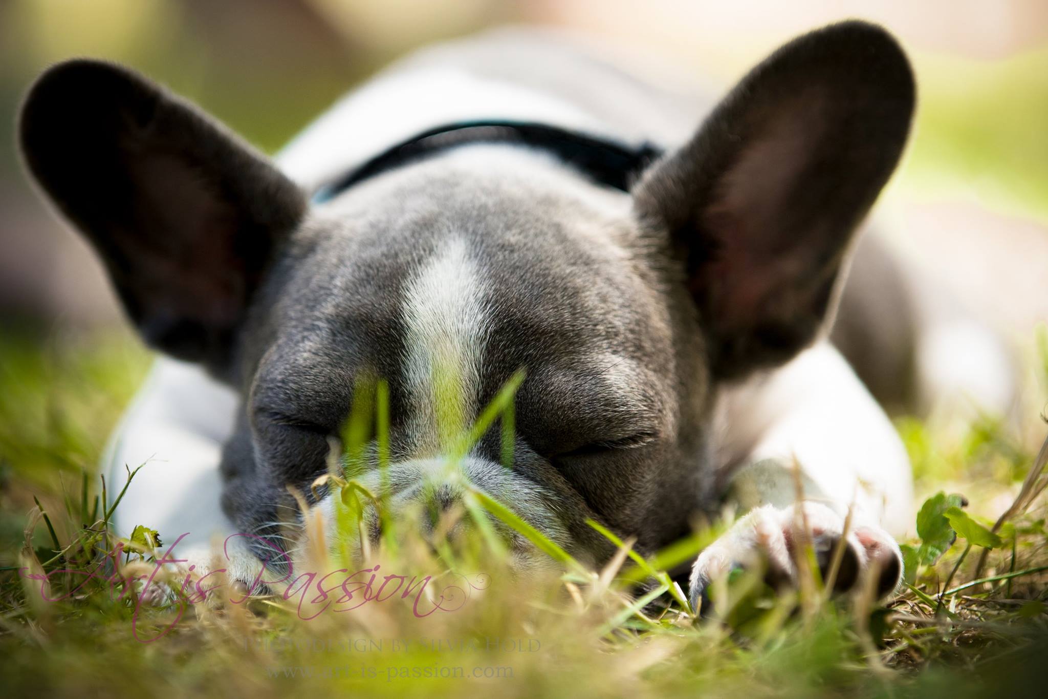 French Bulldog schlafend Hund Ruhe Schlafbedürfnis des Hundes