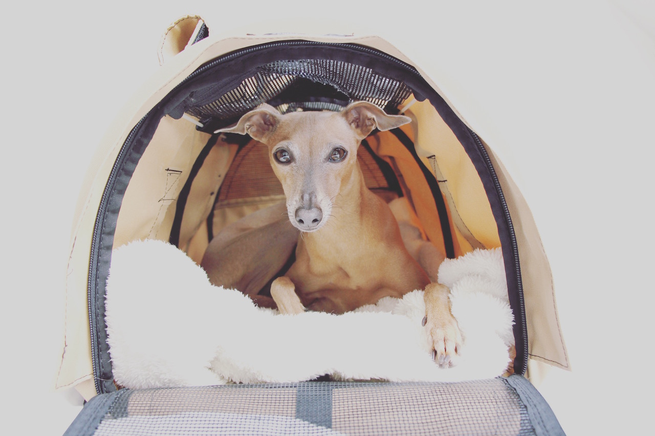 Gute Flugtasche Hunde Empfehlung Erfahrung Sturdibag