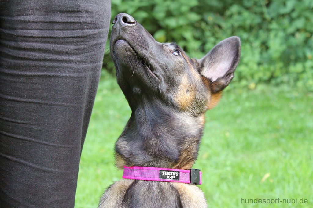 Training mit Plan für dich und deinen hund | Hundesport Nubi