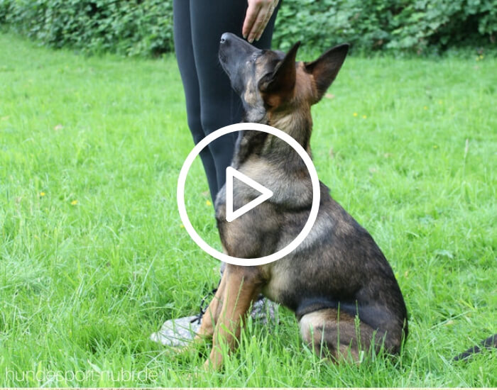 Handy beim Training - Hundesport Nubi - Onlineshop für aktive Hunde 