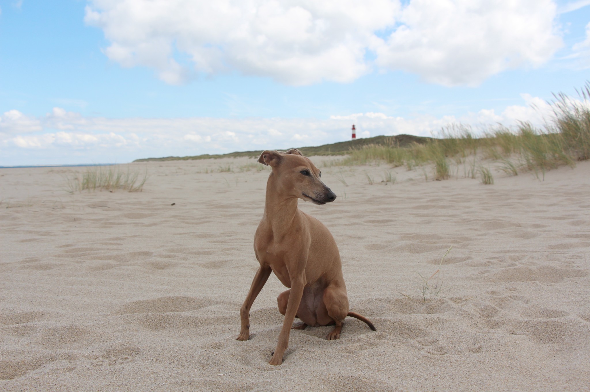 miDoggy Urlaub am Meer mit Hund 2