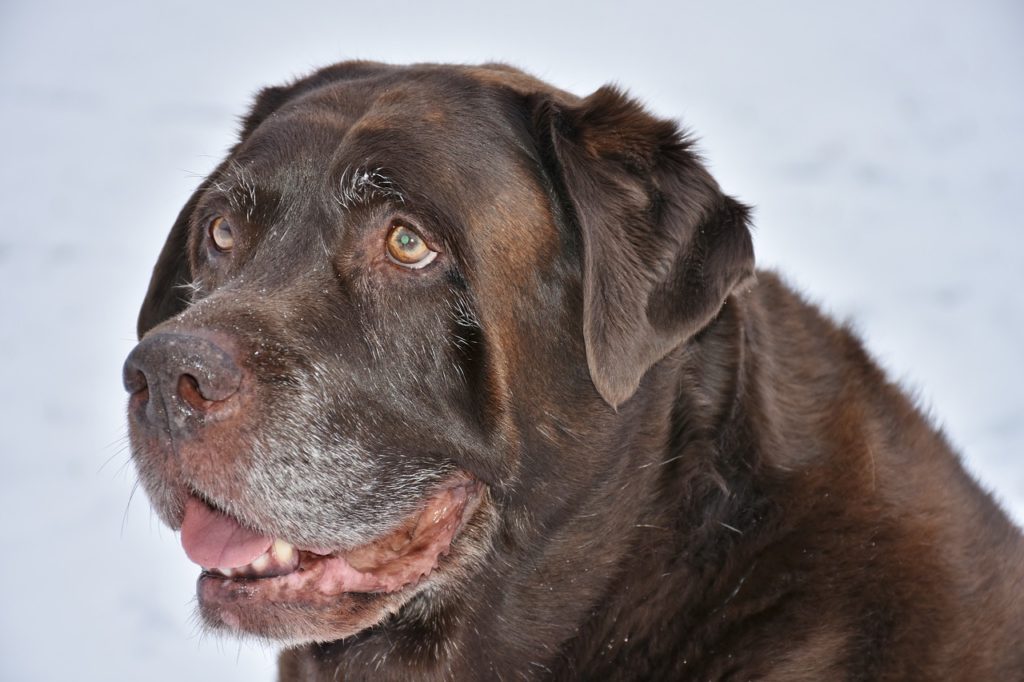 Ursachen und Folgen von Übergewicht beim Hund miDoggy Community