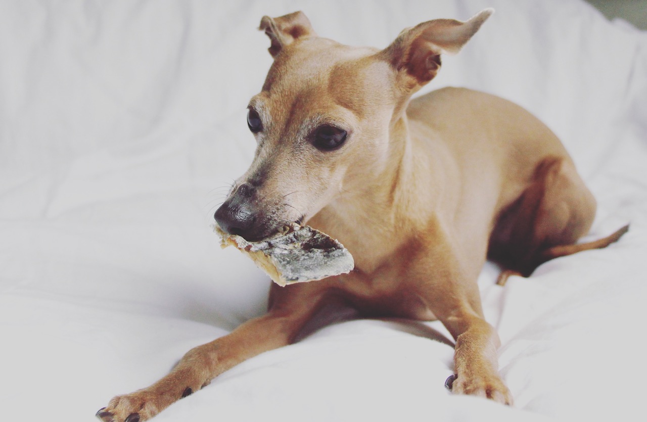 Hunde Snacks Leckerli Kauartikel Hopeys Erfahrungen Empfehlung Fisch