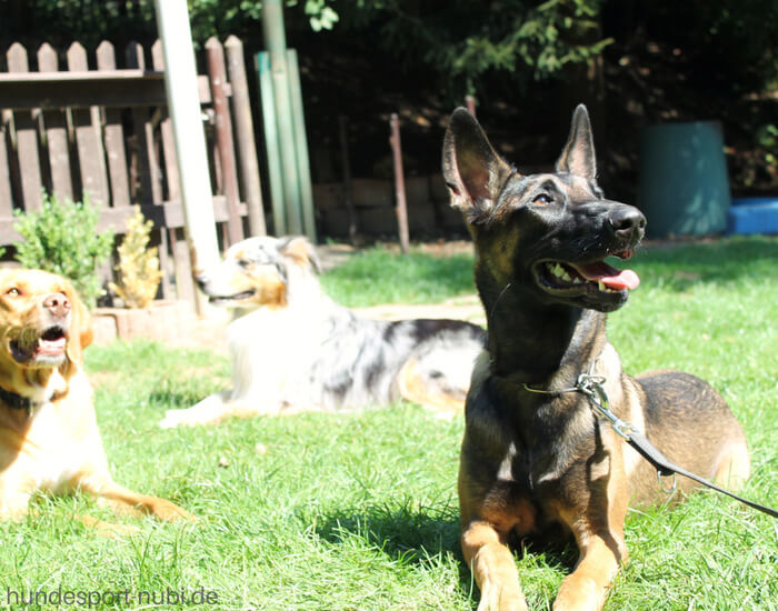 Hundetraining - Tipps für dein Training mit dem Hund - Hundesport Nubi (1)