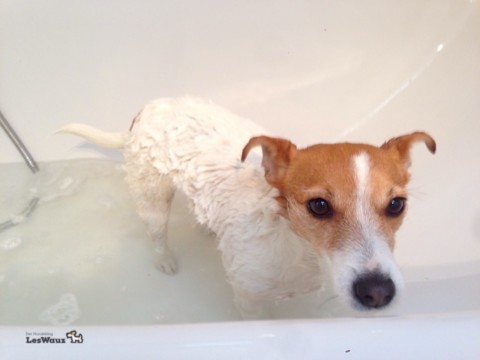 Hund richtig baden