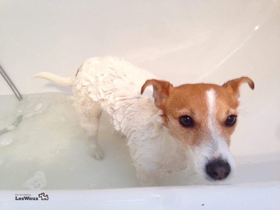 Unser Baderitual und wie oft darf man seinen Hund eigentlich baden