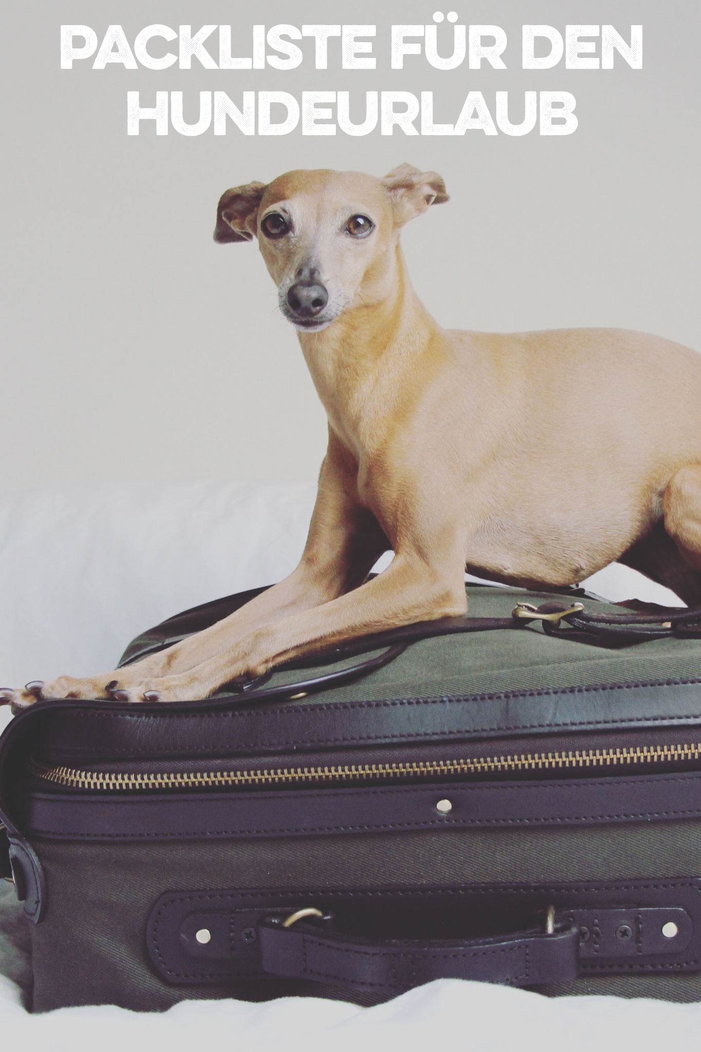Packliste für den Hundeurlaub
