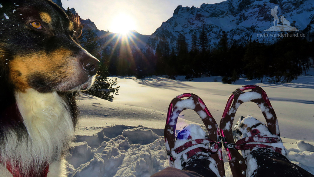 Schneeschuhwandern mit Hund