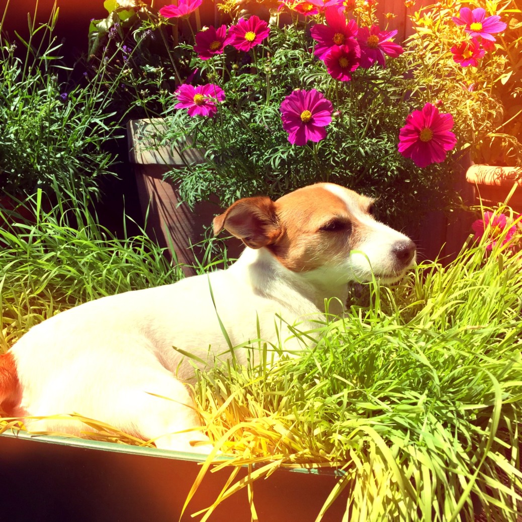 Weizengras Kiste DIY Hund