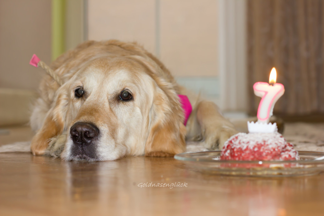 Geburtstagstorte für den Hund selbermachen